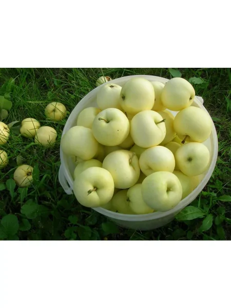 doch-papirovki-6-212787