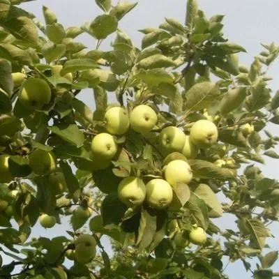 doch-papirovki-7-212787