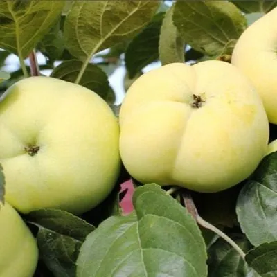 doch-papirovki-8-212787