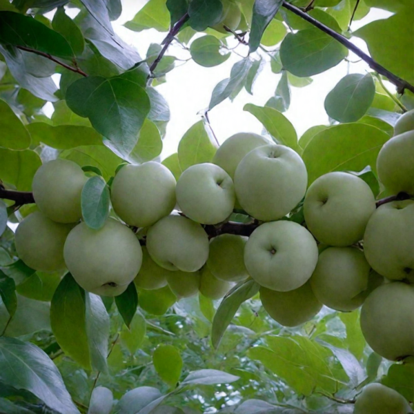 doch-papirovki-main-212787