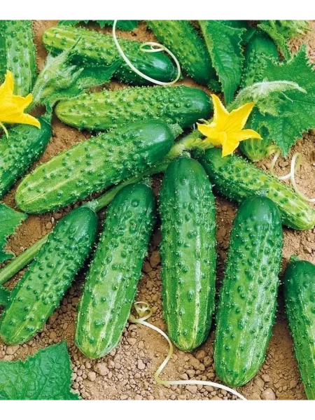 dushistye-krepyshi-main-207053