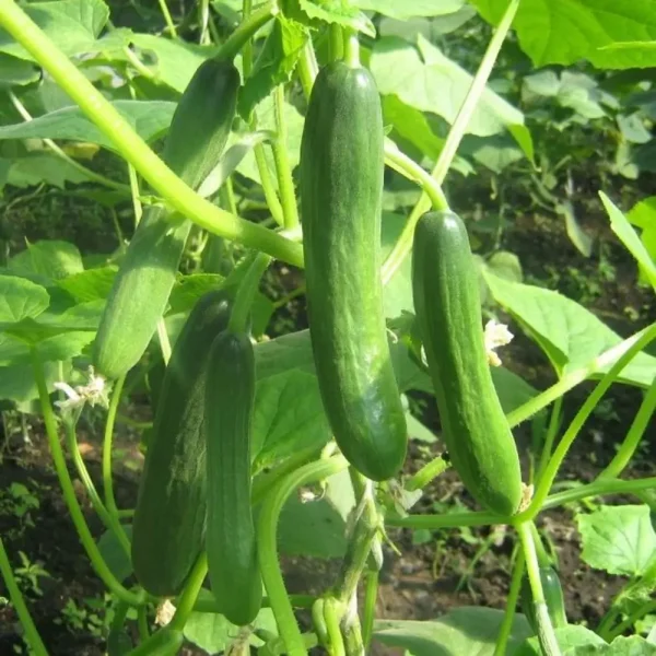 dyadya-stepa-main-207040