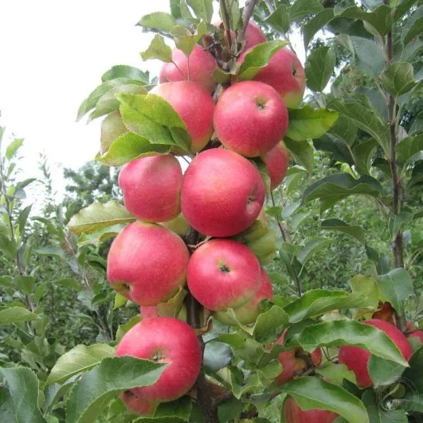 dzhester-main-213022