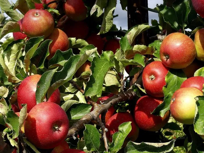 dzhonagored-1-214845