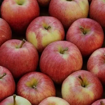 dzhonagored-3-214845