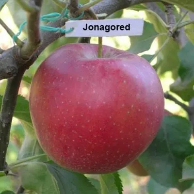 dzhonagored-6-214845