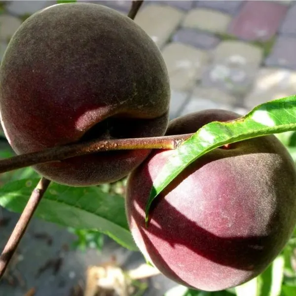 eritrokarpa-1-224142