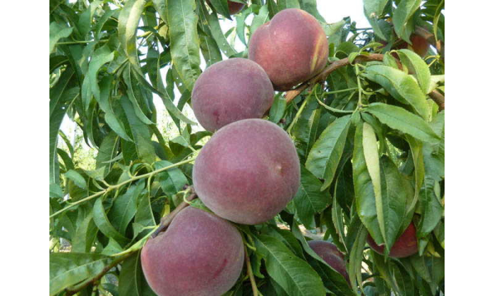 eritrokarpa-2-224142