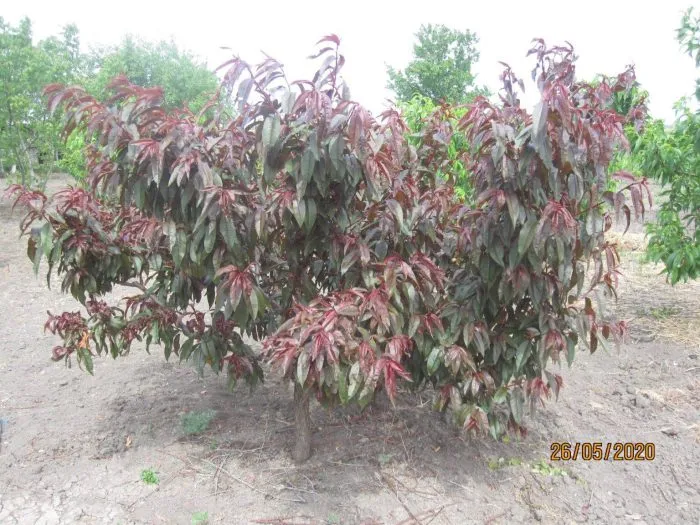 eritrokarpa-4-224142