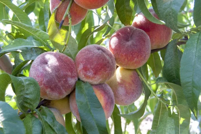 eritrokarpa-5-224142