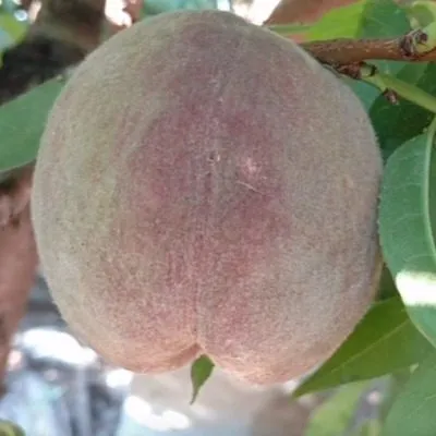 eritrokarpa-6-224142