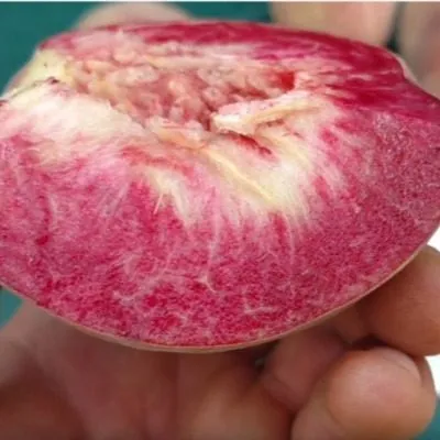 eritrokarpa-7-224142