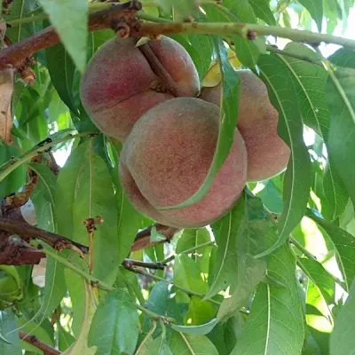 eritrokarpa-8-224142