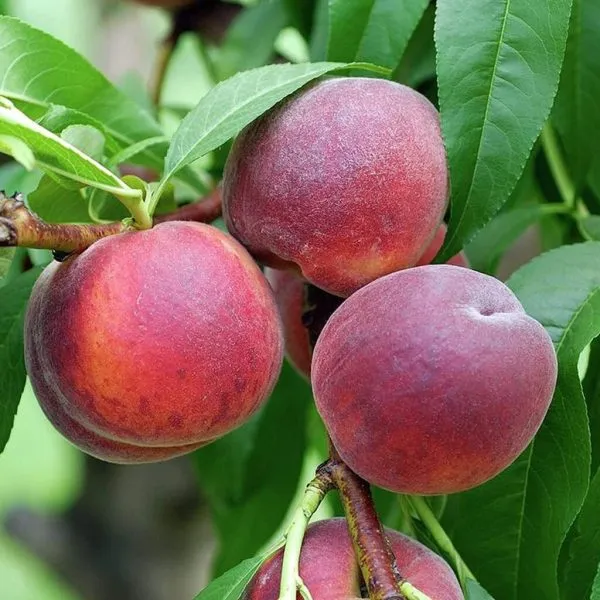 eritrokarpa-main-224142