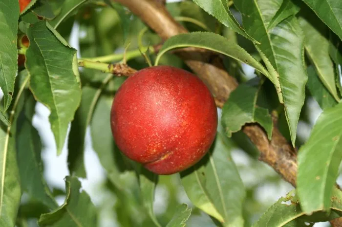 erli-star-main-223928