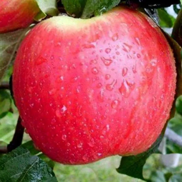 erli-zheneva-1-218059