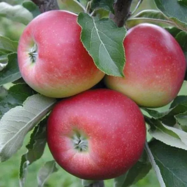 erli-zheneva-3-218059