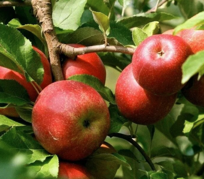 erli-zheneva-4-218059