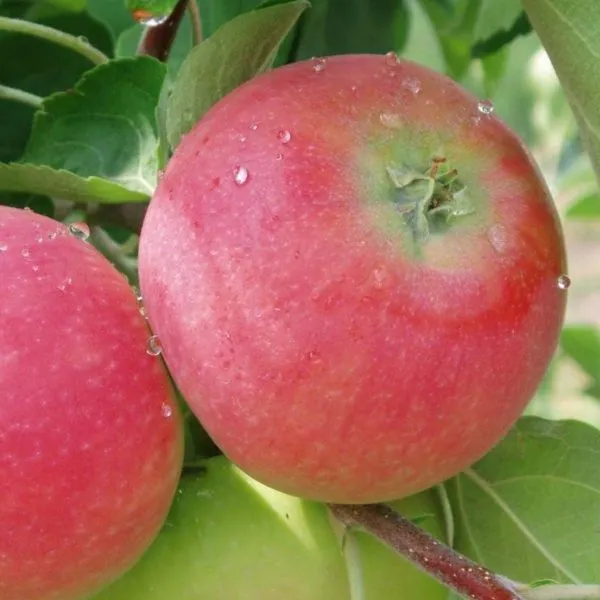 erli-zheneva-5-218059