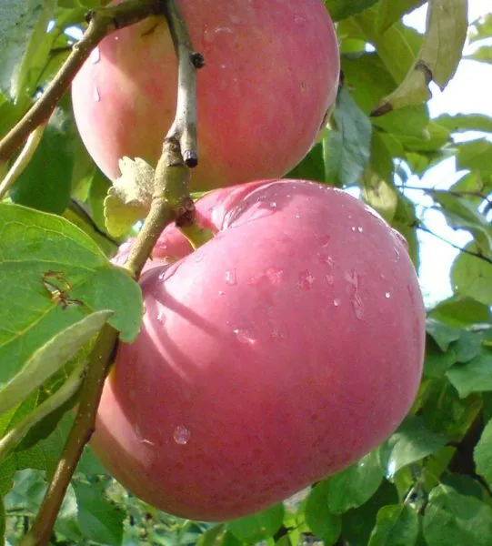 erli-zheneva-6-218059