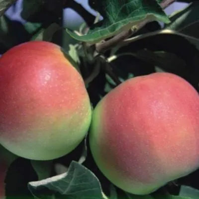 erli-zheneva-7-218059