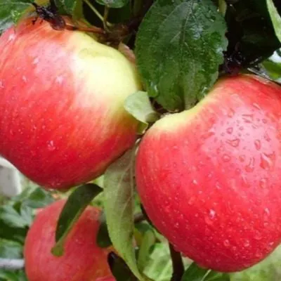 erli-zheneva-8-218059