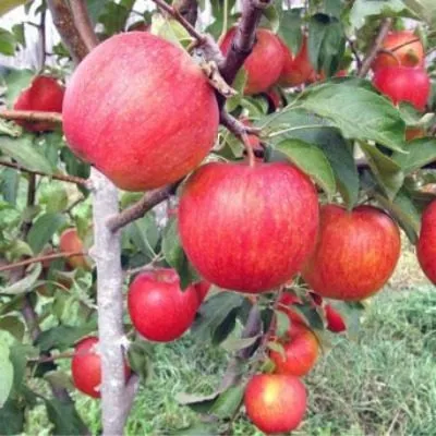 erli-zheneva-9-218059