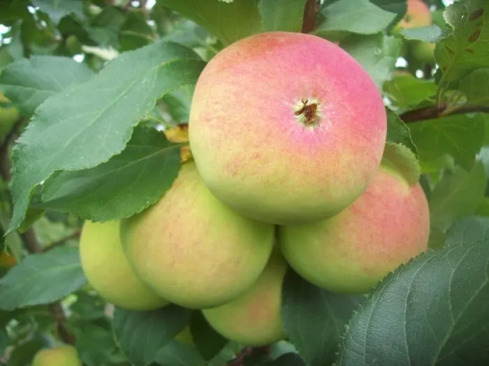 ermakovskoe-gornoe-1-218145