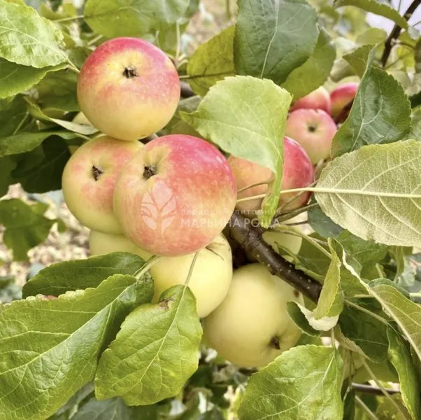 ermakovskoe-gornoe-3-218145