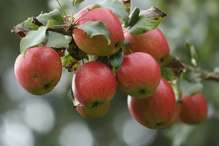 ermakovskoe-gornoe-5-218145