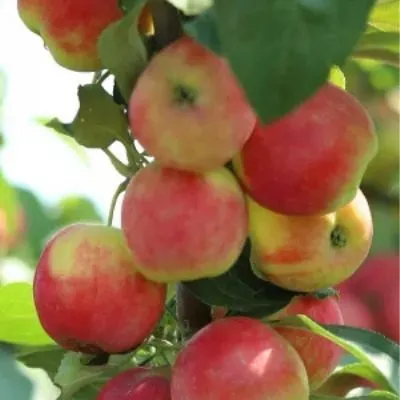 ermakovskoe-gornoe-6-218145