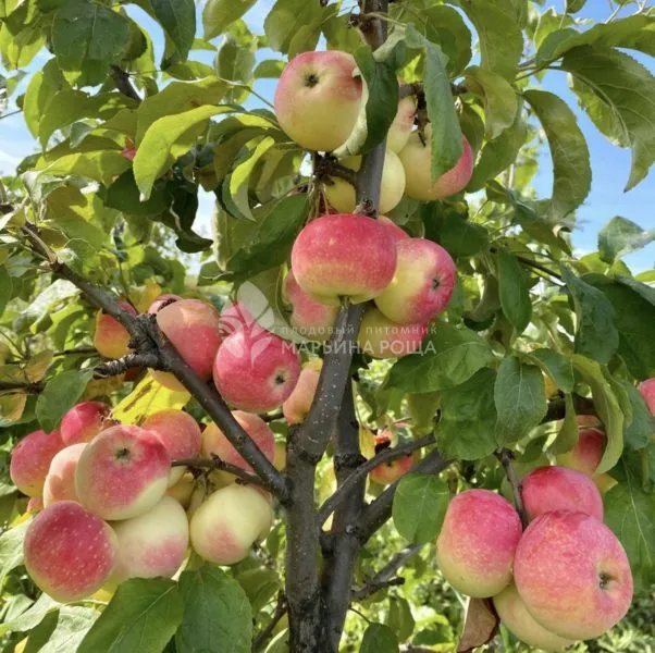 ermakovskoe-gornoe-main-218145