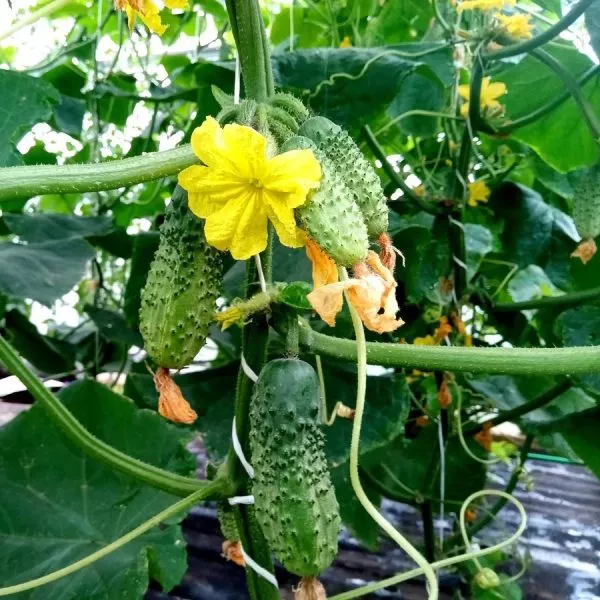 felichita-main-204053