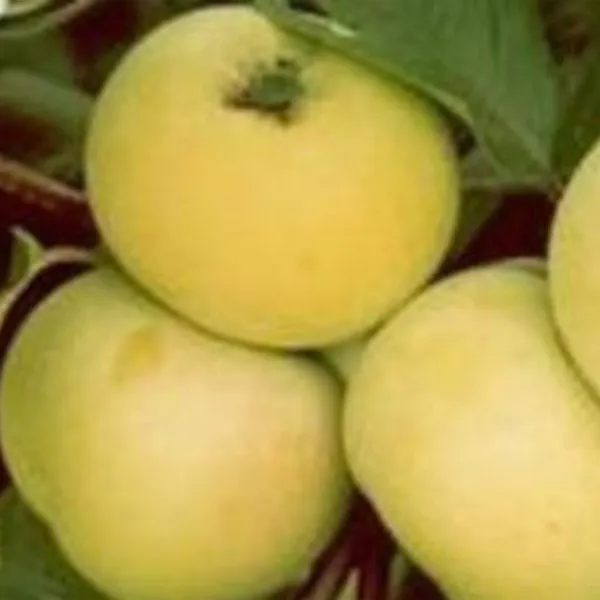 feniks-altayskiy-2-215151