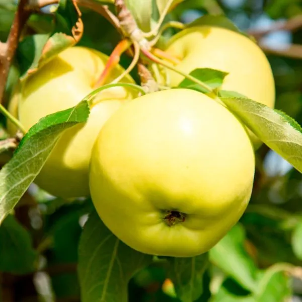 feniks-altayskiy-3-215151