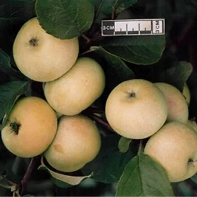 feniks-altayskiy-5-215151