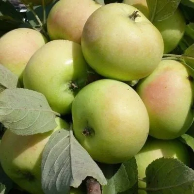 feniks-altayskiy-6-215151