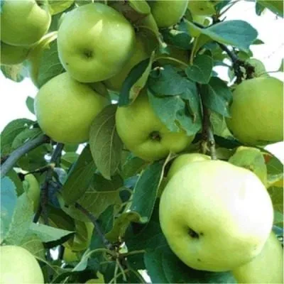 feniks-altayskiy-8-215151