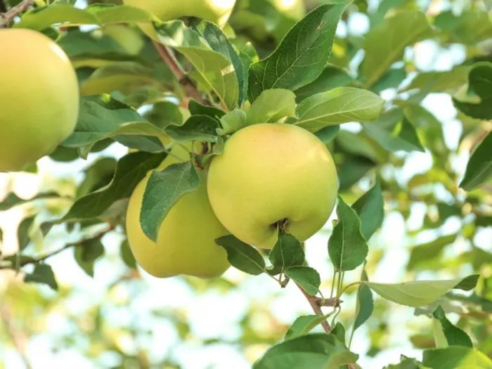 feniks-altayskiy-main-215151