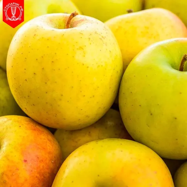 gold-rash-main-219935