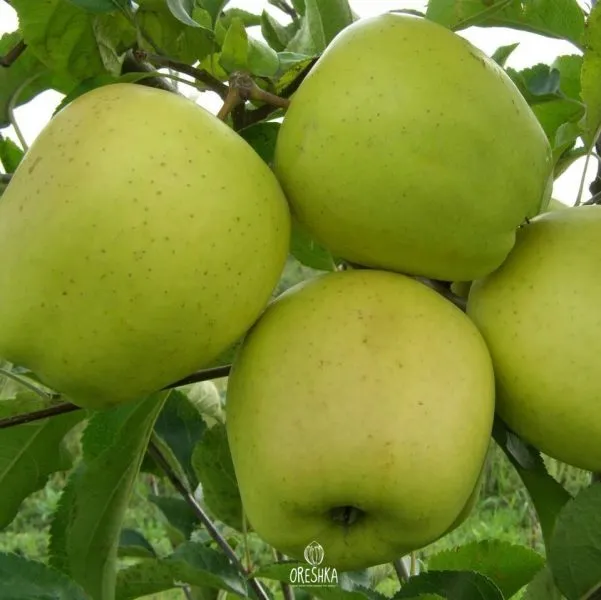 golden-millenium-1-212873