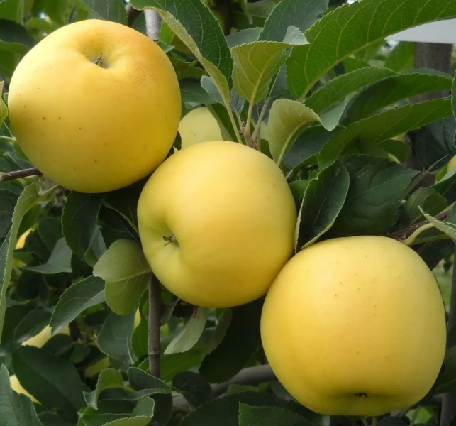 golden-millenium-4-212873