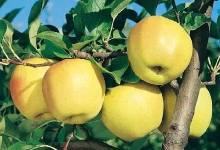 golden-millenium-6-212873