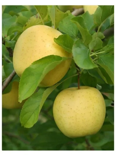 golden-reyndzhers-2-219114