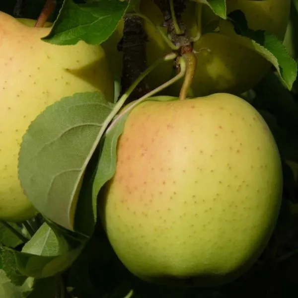 golden-reyndzhers-3-219114