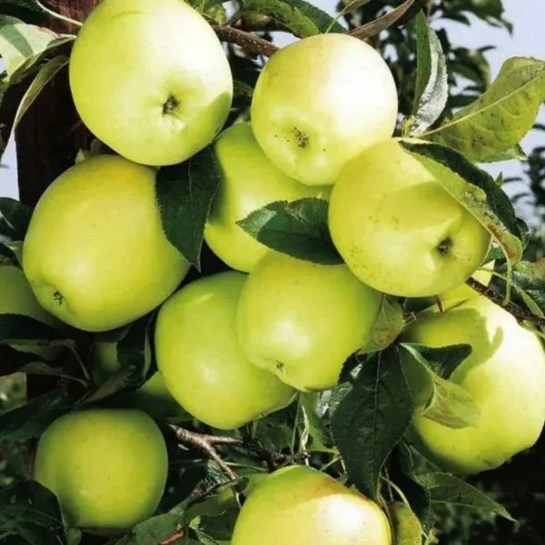 golden-reyndzhers-4-219114