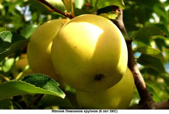 golden-reyndzhers-6-219114