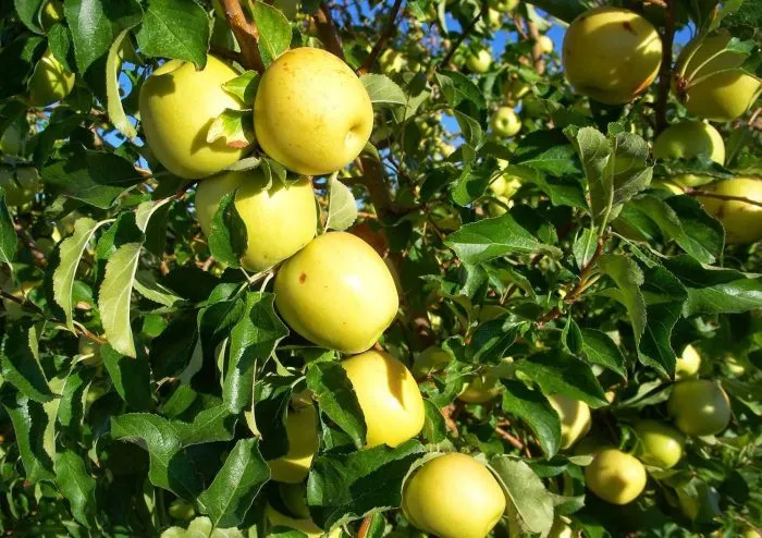 golden-reyndzhers-7-219114