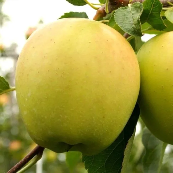 golden-reyndzhers-main-219114