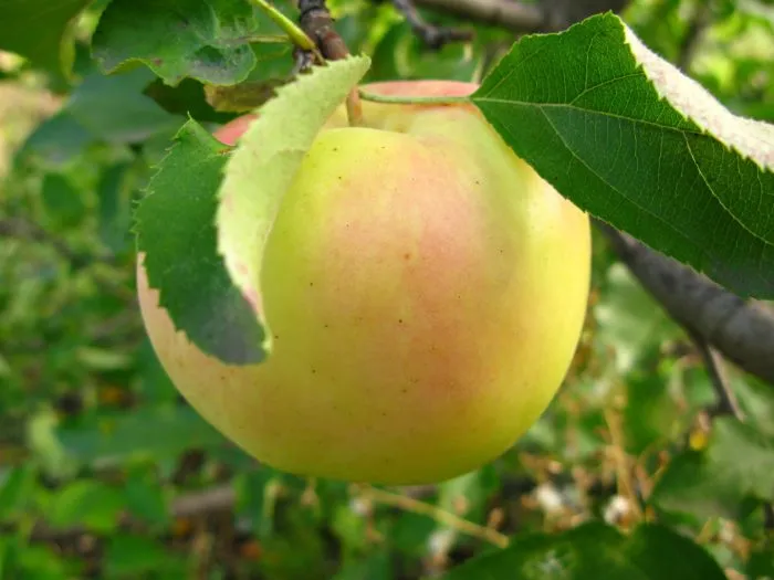 golub-mira-main-214085